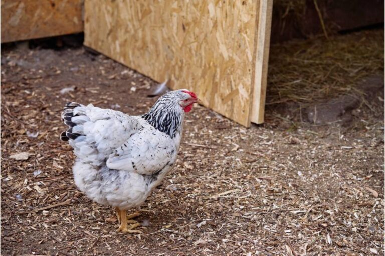 Homeowner Says His Neighbor Complained for Two Years That His Chickens Were Too Loud, Then Started Selling Fresh Eggs to the Same People Who Signed the Petition to Have Them Removed