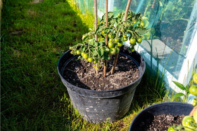 Homeowner Says His Neighbor Convinced Him to Let Her Store Potted Plants in His Greenhouse Over Winter, Now She Is Claiming the Greenhouse Is a Shared Space and Has Given a Friend a Key