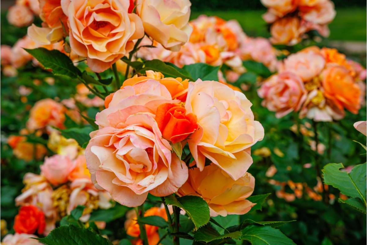 Homeowner Says She Built a Backyard Cutting Garden Specifically for Her Daughter's Wedding Flowers, Then Her Neighbor Picked the Garden Clean the Week Before the Ceremony Thinking They Were Up for Grabs