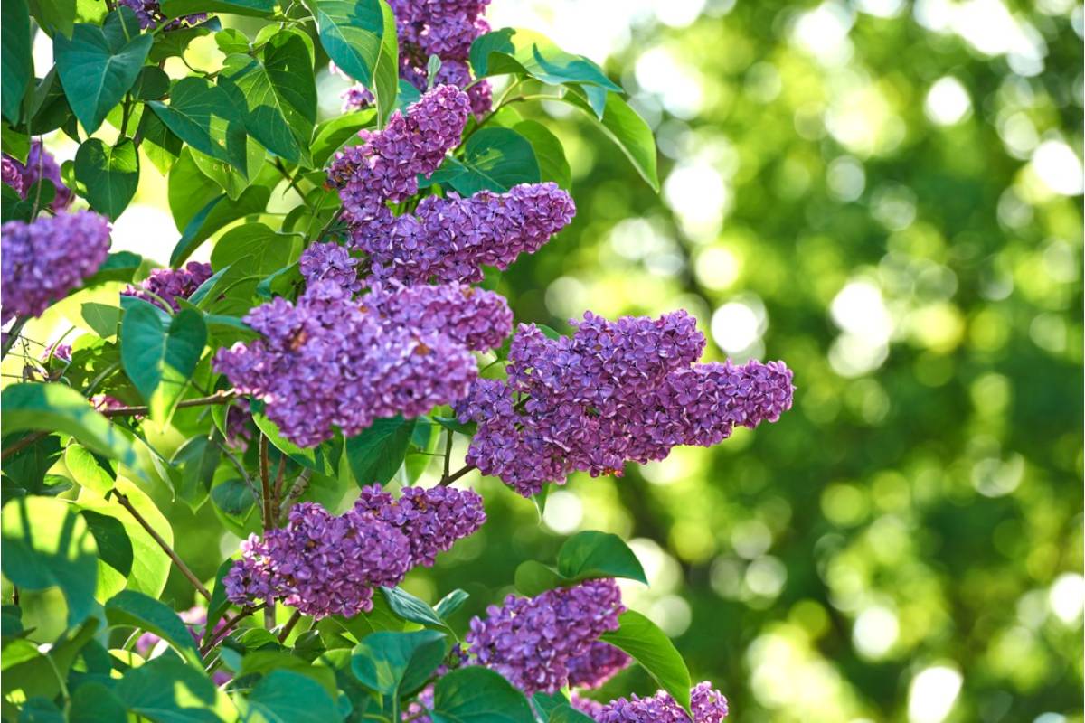 Gardener Says She Spent a Decade Growing the Lilac Bush Her Late Husband Bought Her for Their First Anniversary, Then Her Grandson Wanted It Removed for a Trampoline