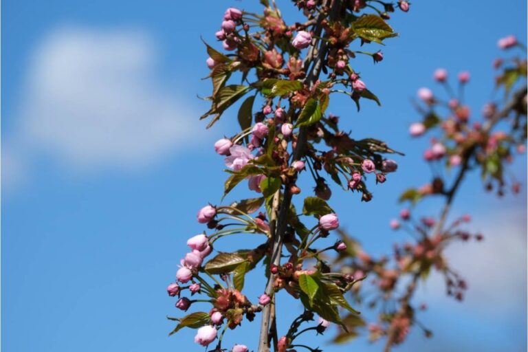 Homeowner Says She Spent Seven Years Growing a Backyard Orchard From Bare Saplings, Then Her Neighbor Filed a Complaint Saying the Falling Blossoms Were Damaging His Car Paint and a Judge Told Her to Net Every Single Tree