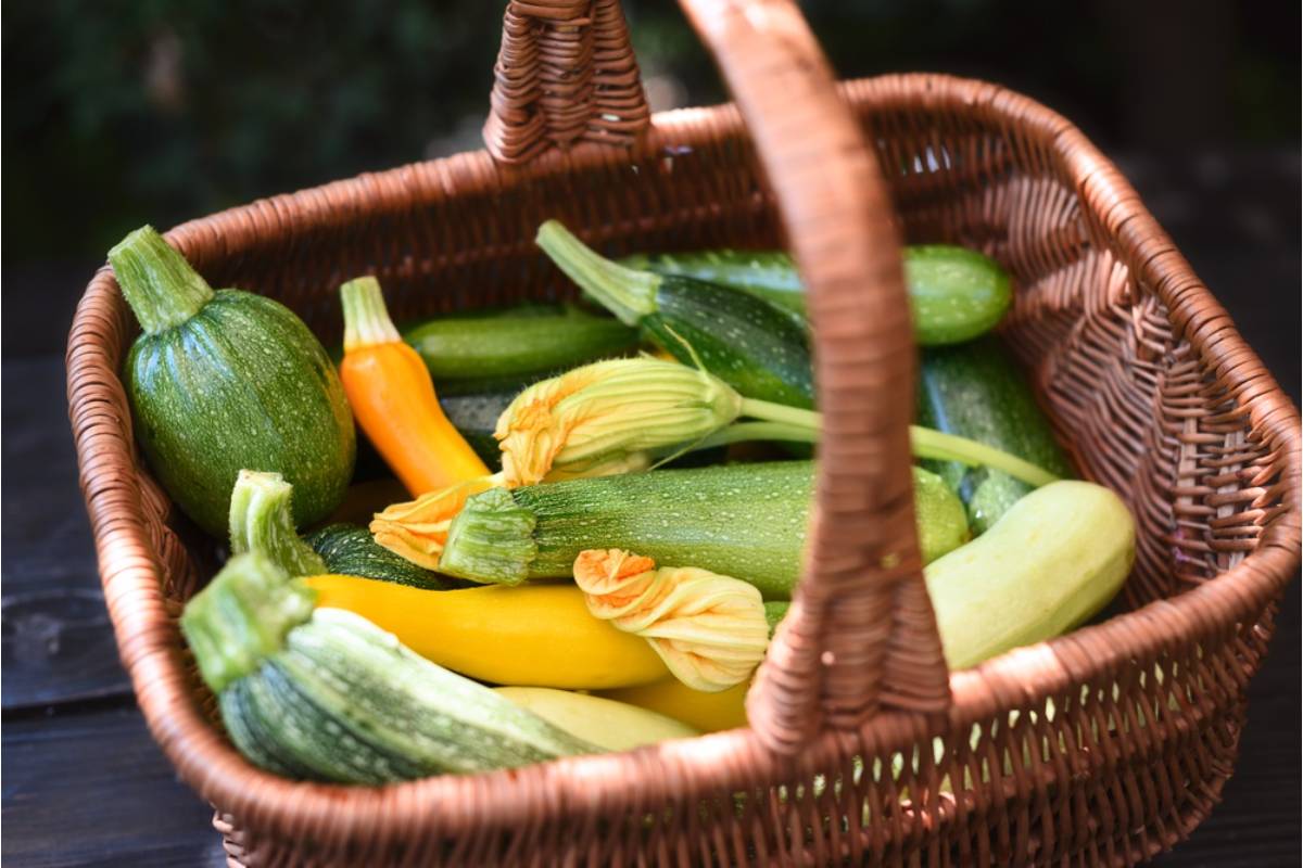 Gardener Says She Has Been Leaving Overflow Squash on Her Porch for Anyone to Take All Summer, Then Caught a Neighbor Loading an Entire Truck Bed Full to Resell at a Roadside Stand