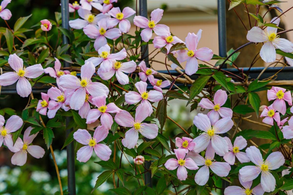 Gardener Says She Spent Two Years Growing a Living Fence of Flowering Vines to Replace an Ugly Chain Link Barrier, Then Her Neighbor Cut It All Down Overnight Claiming It Was Blocking His Security Cameras