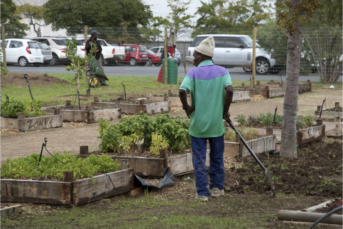 Homeowner Says His Neighbor Has Been Telling People at Church That He Personally Built the Community Vegetable Garden Downtown, When He Has Never Once Shown Up to Volunteer