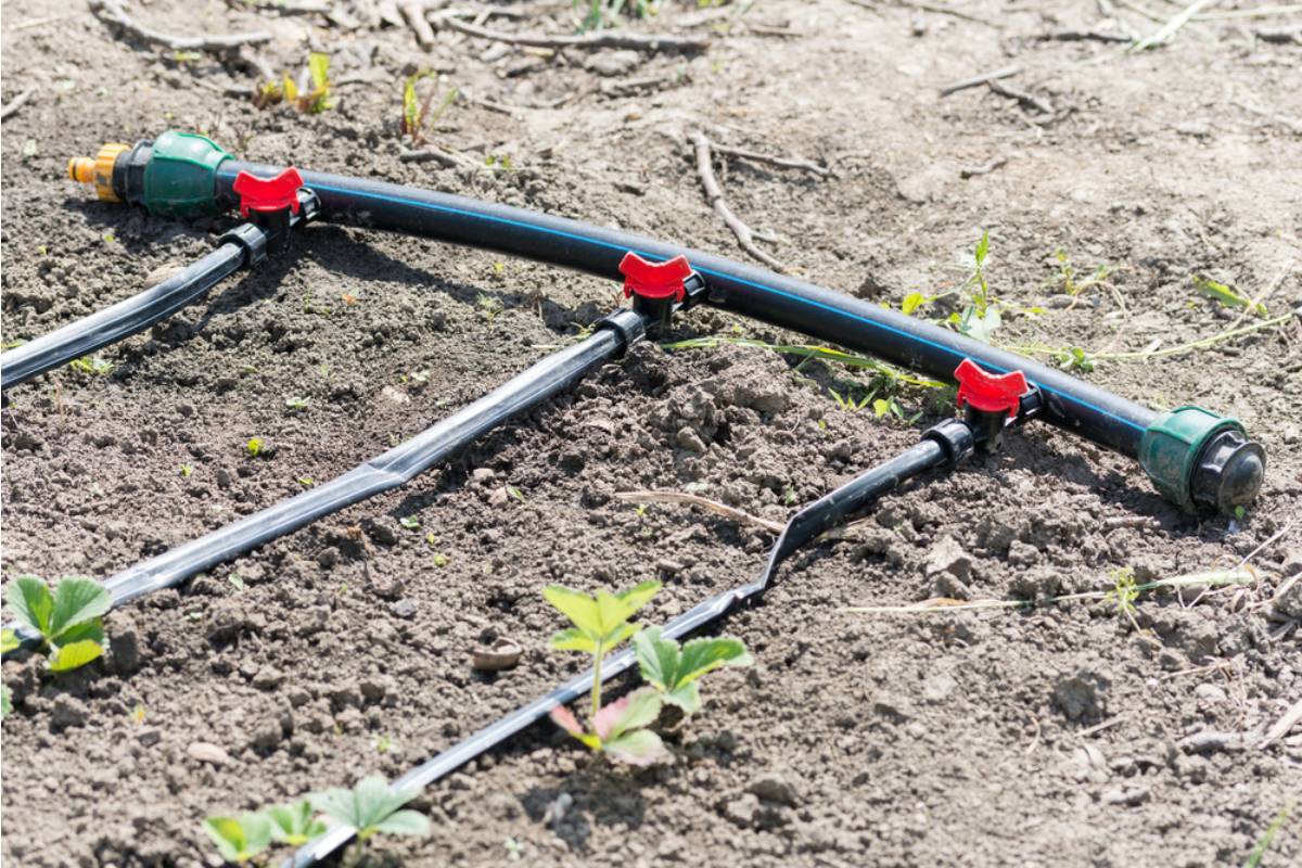 Gardener Says Her Father-in-Law Spent the Visit "Improving" Her Drip Irrigation System, Now Half the Garden Hasn't Been Watered Since He Left