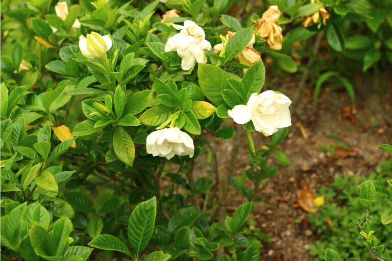 Gardener Says She Spent a Decade Growing the Same Gardenia Bush Her Late Husband Bought Her the Day Their First Child Was Born, Then Her Son Wanted It Moved for a Fire Pit