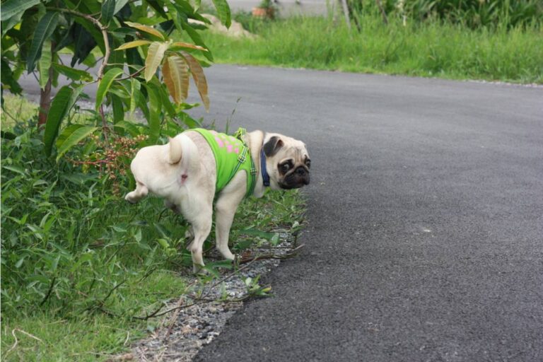Homeowner Says a Delivery App Driver Has Been Using His Driveway as a Rest Stop, Letting a Dog Out to Relieve Itself in the Garden Beds Every Time
