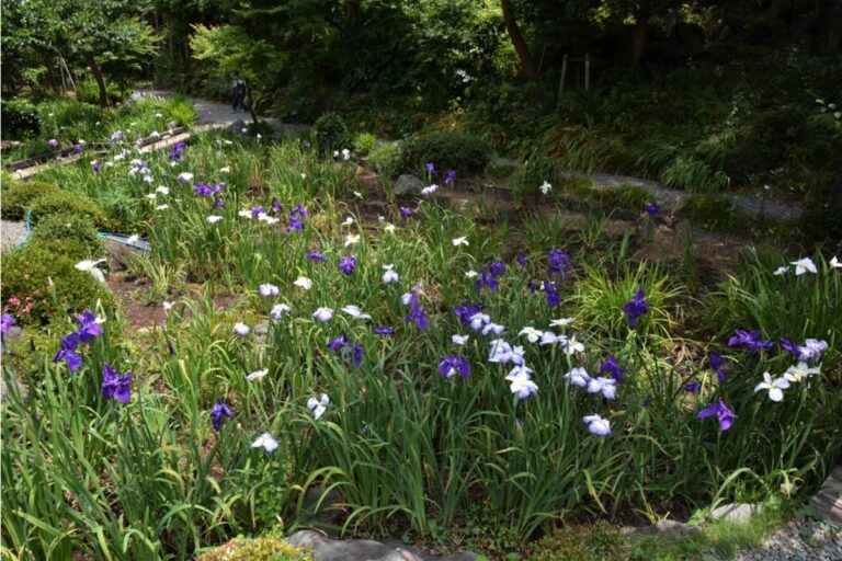 Gardener Says She Spent a Decade Growing the Same Iris Bed Her Late Husband Dug for Her When They Bought the House, Then Her Daughter Wanted It Paved for a Patio