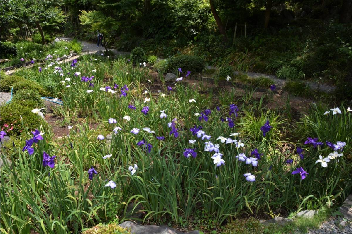 Gardener Says She Spent a Decade Growing the Same Iris Bed Her Late Husband Dug for Her When They Bought the House, Then Her Daughter Wanted It Paved for a Patio