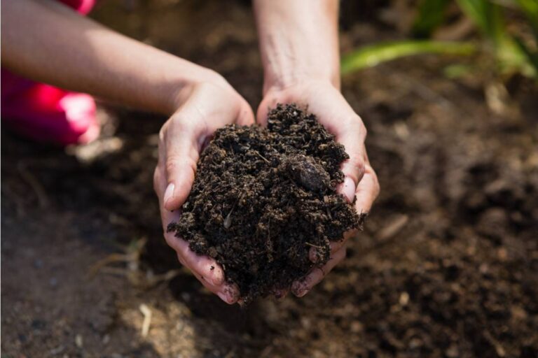 A Contractor Working Next Door Uncovered Something in the Soil That Explained a Decade of Mysterious Problems in Her Garden