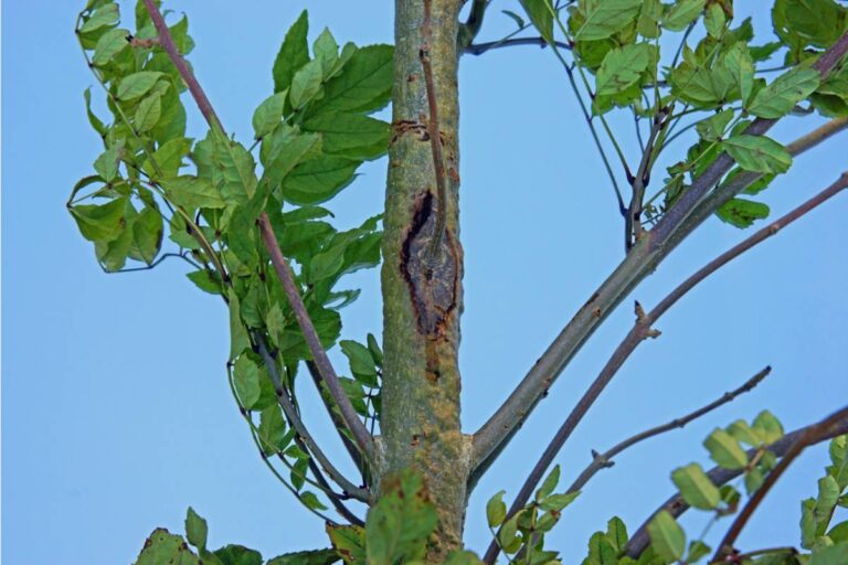 Homeowner Says His Neighbor Convinced Him Their Shared Tree Was Diseased and Needed to Come Down, Then Planted a Faster Growing Variety on Her Side Days After the Stump Was Removed