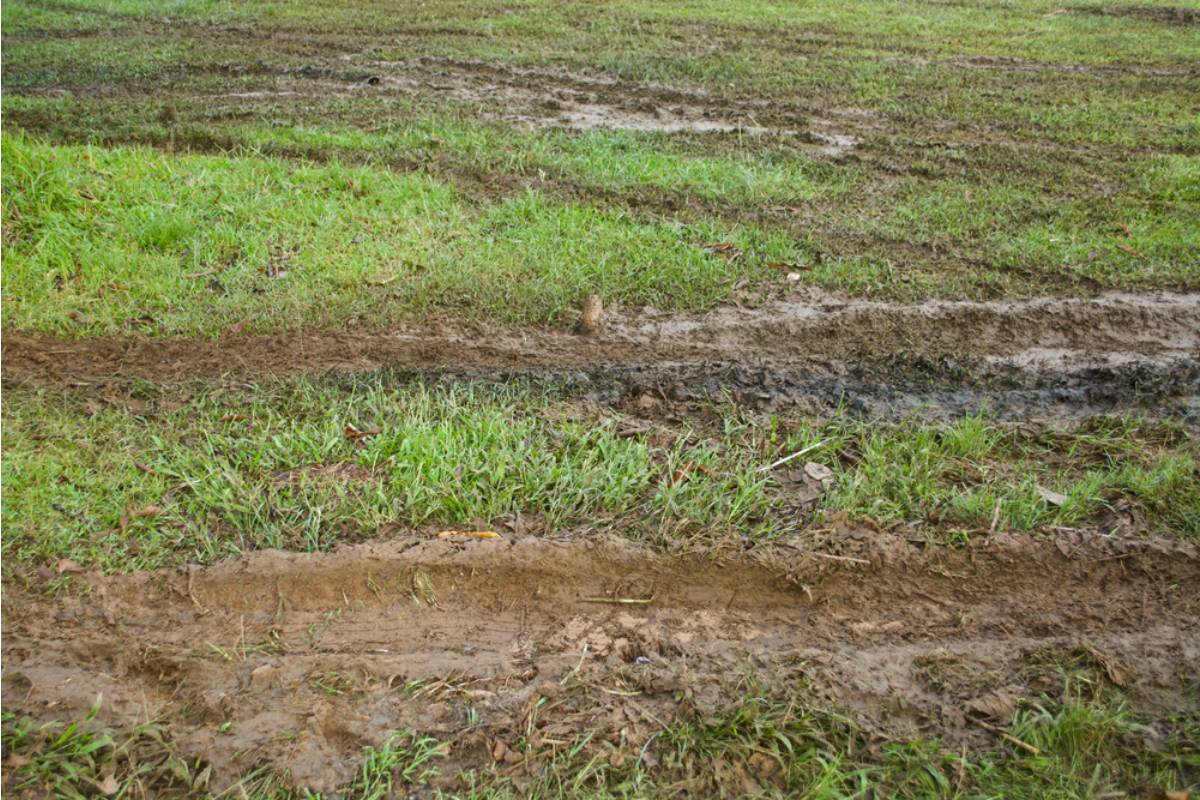 Homeowner Says His Neighbor Has Been Letting Her Cleaning Crew Track Mud Directly Through His Freshly Planted Beds Every Week on Their Way to the Backyard