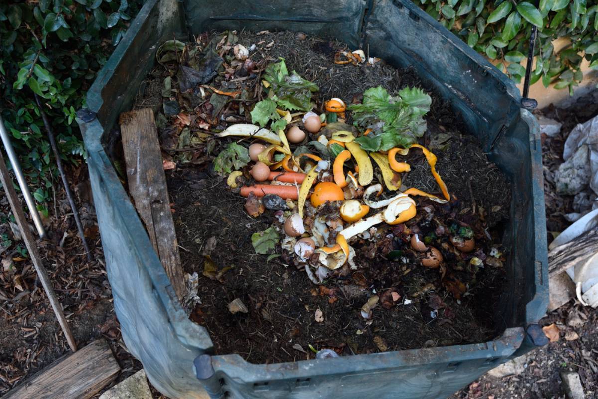 Homeowner Says His Neighbor Has Been Insisting for a Year That His Garden Compost Draws Rats, Then Was Caught Feeding Stray Cats the Exact Same Distance From Her Own Porch