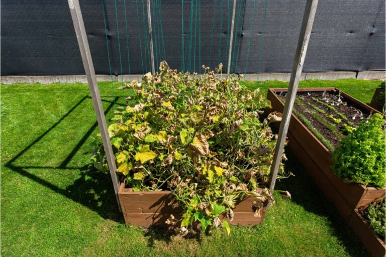 A Balcony Gardener Watched Her Perfect Summer Garden Collapse Under Texas Heat, Then Realized the Plants Were Not the Only Things That Needed to Change