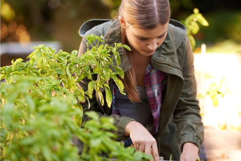 A First-Time Gardener Pulled Out Healthy Basil After Convincing Herself the Roots Were Rotting, Then Realized Her “Garden Rescue” Was Creating the Real Problem