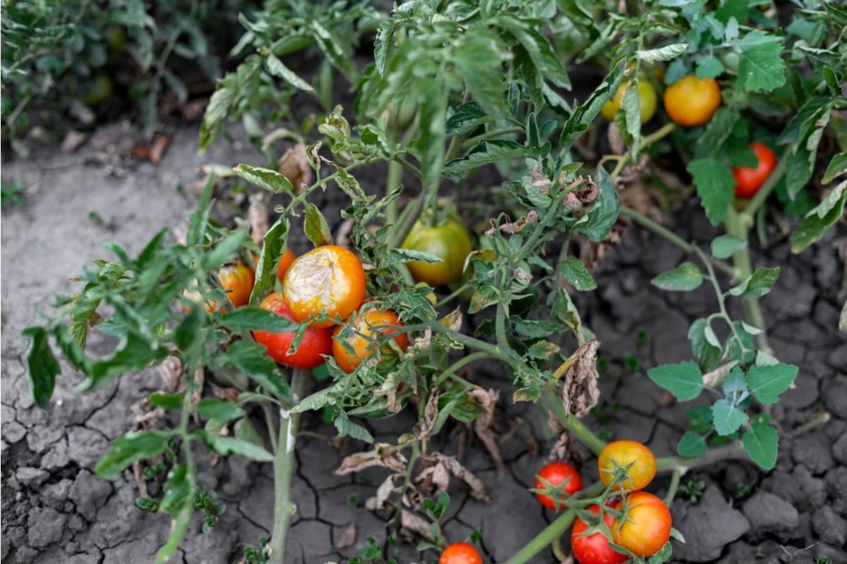 A Gardener Returned From a Business Trip to Find Her Tomatoes Suffocating and Pumpkins Taking Over, Then One Exhausted Evening Changed How She Saw the Whole Garden