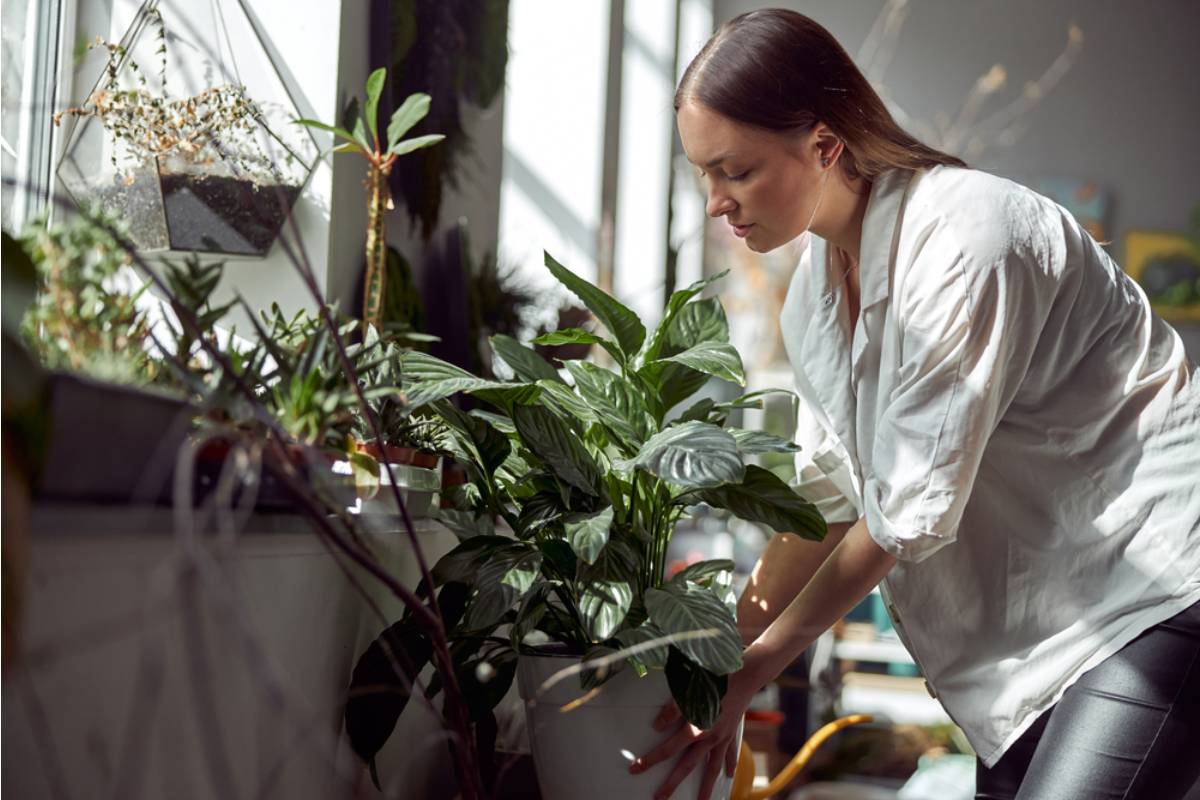 A Gardener Trusted AI to Save His Pepper Crop From the UK Weather, Then Five Minutes of Pruning Left His Healthy Plants Fighting to Recover