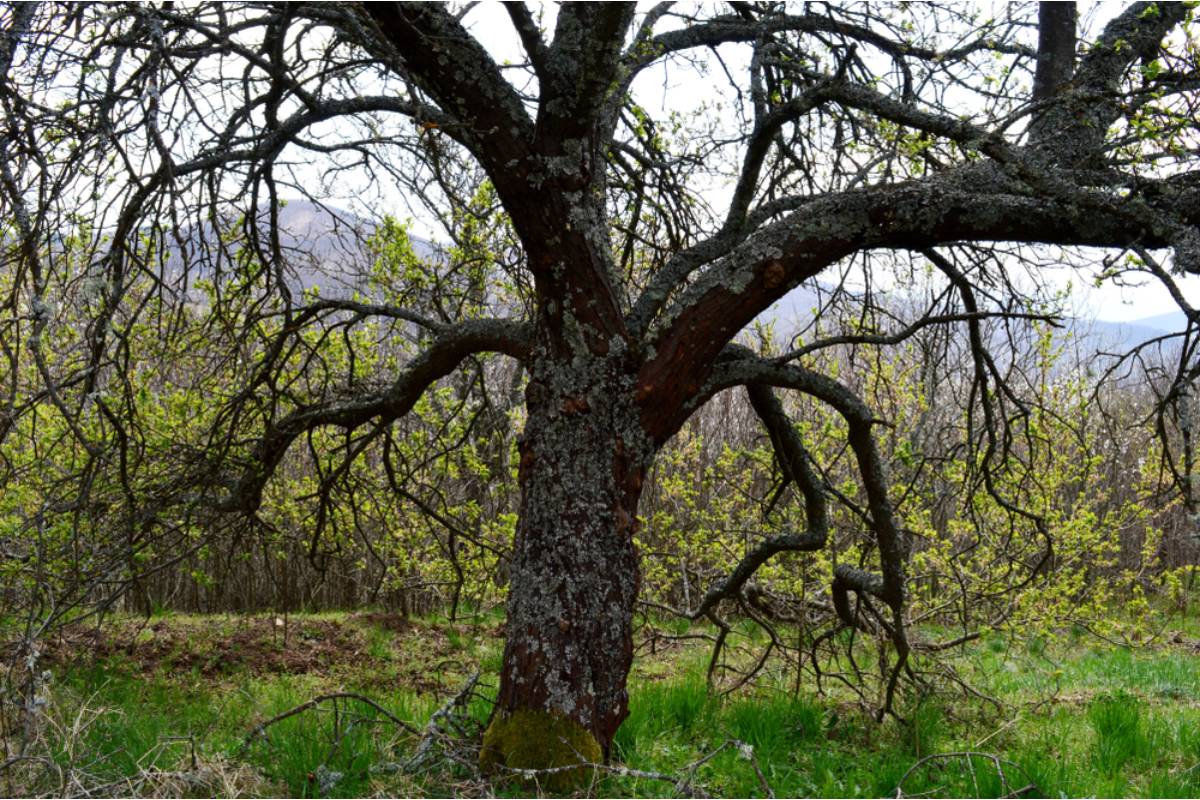 A Homeowner Watched Her Neighbor’s Giant Tree Flatten Her Garden for the Second Year in a Row, Then the Arborist Found Something Growing Inside the Trunk