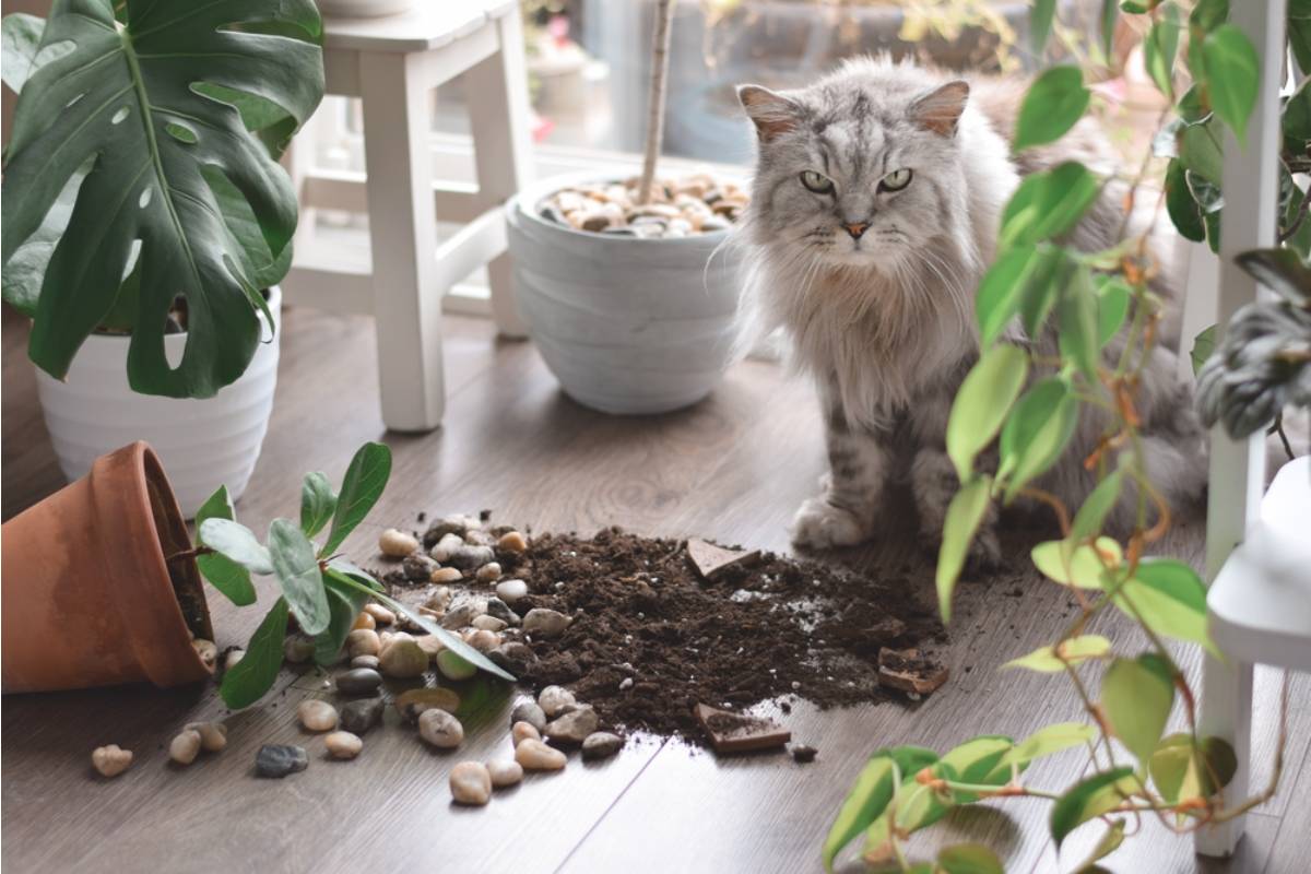 A Homeowner's Shy Cat Suddenly Faced the Neighbor Who Kept Destroying Her Garden, Then Refused to Back Down