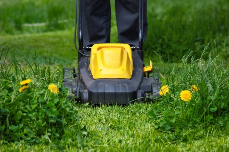 A Renter Was Told to Make His Weed-Filled North Florida Lawn HOA Perfect, Then He Discovered the Real Problem Wasn't His Mowing