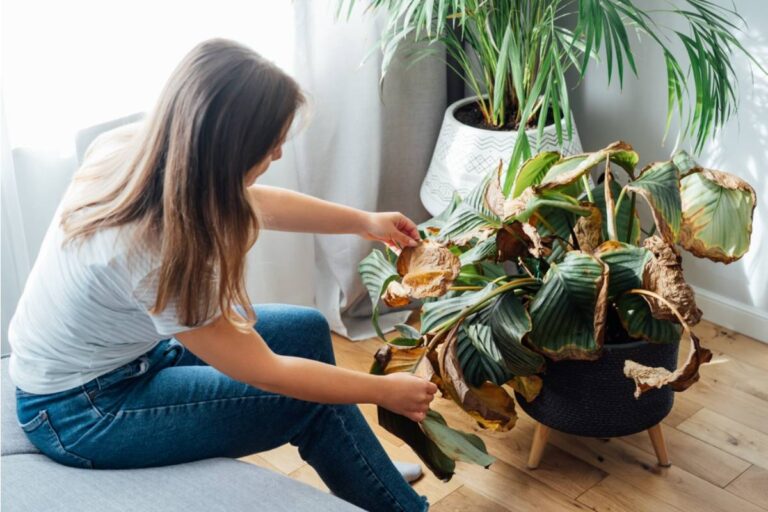 A Woman Agreed to Water Her Friend’s Beloved Calathea for Three Months, Then the Plant Started Dying Despite Her Following Every Care Instruction