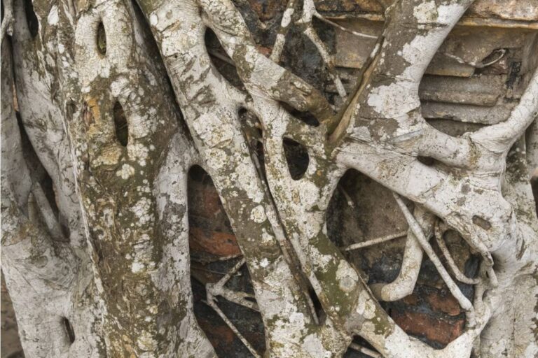 Homeowner Asks About Thick Tree Roots Crossing Into Her Garden, Then Learns Cutting Them Could Put the Entire Tree at Risk
