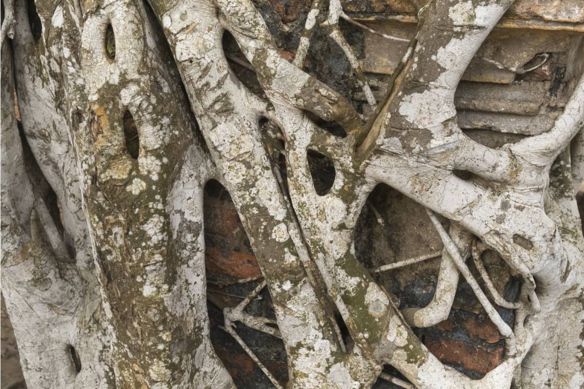 Homeowner Asks About Thick Tree Roots Crossing Into Her Garden, Then Learns Cutting Them Could Put the Entire Tree at Risk