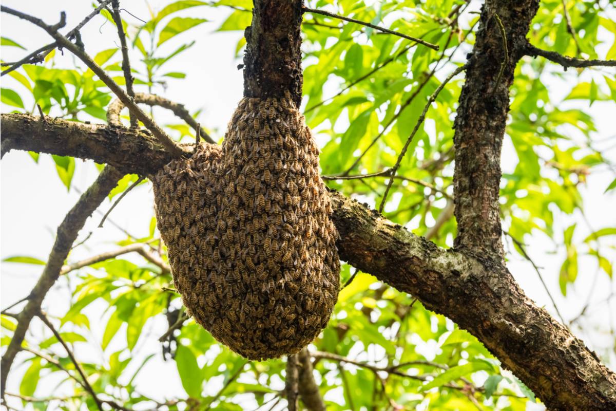 Homeowner Found the Perfect Garden Privacy Solution After Neighbors Started Watching From the Fence, Then a Hidden Bee Nest Turned Into the Unexpected Deterrent
