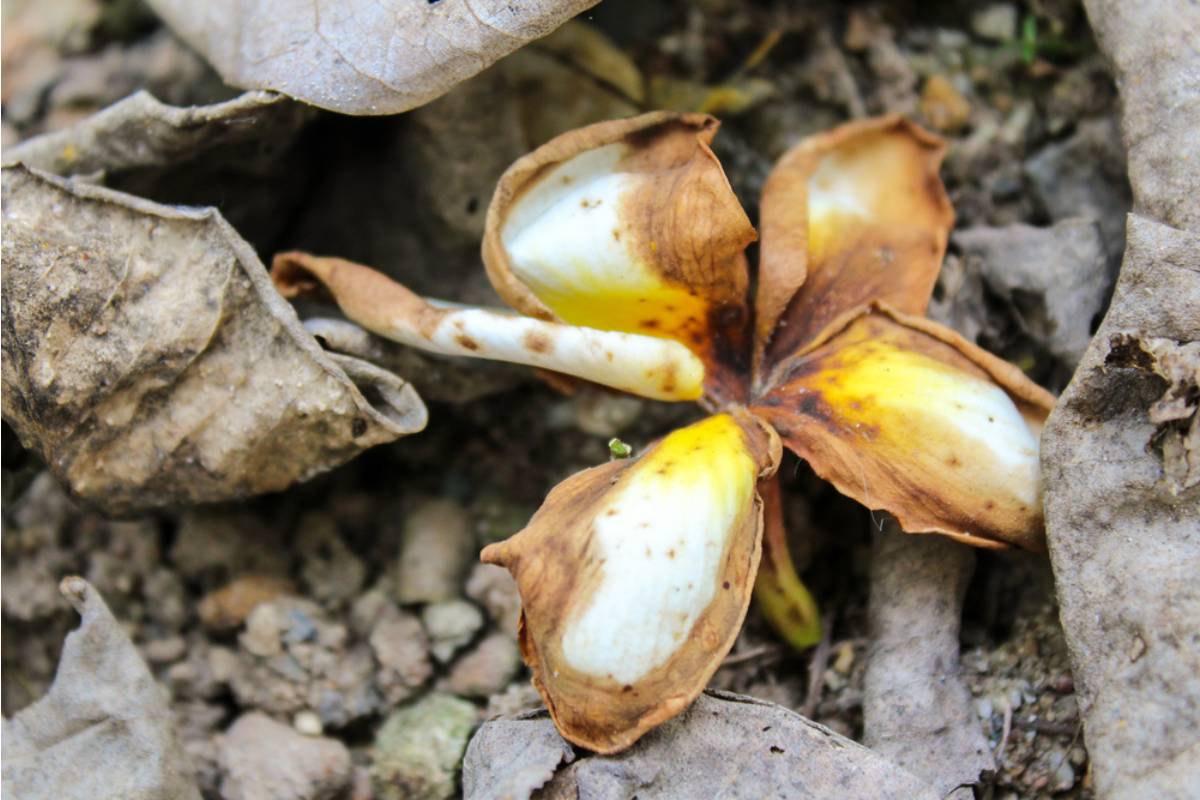 Homeowner Restored a Forgotten Village Flower Bed, Then Her Neighbor Kept Destroying It Until a Hidden Camera Revealed Who Was Really Behind the Sabotage