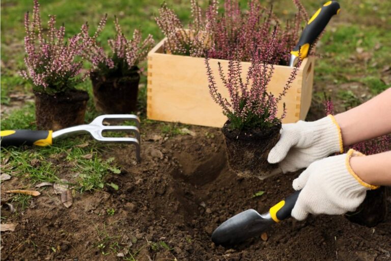 Homeowner Says Her Aunt Slowly Filled Their Shared Backyard With Plants and Clutter, Then Got Angry When the Family Finally Took Back Their Own Space