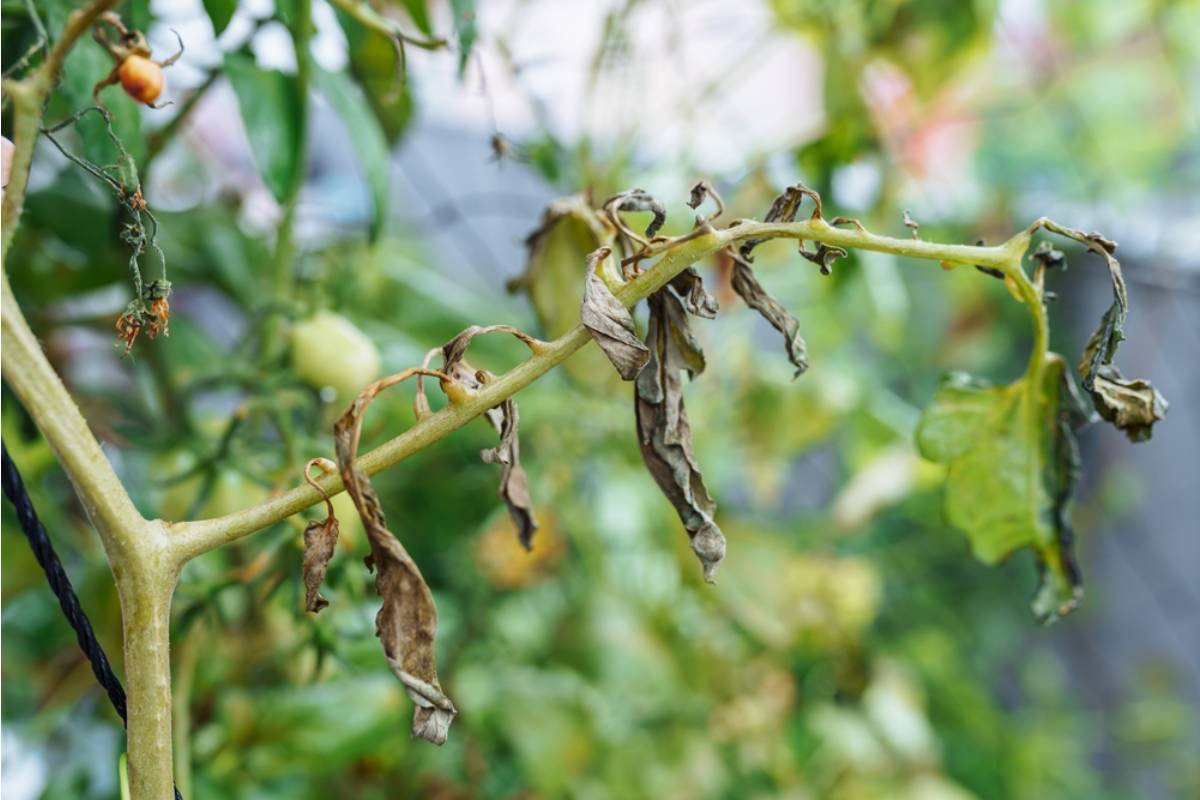 Homeowner Says Her Family Promised to Water Her Tomato Garden for One Week, Then She Returned to a Garden of Wilted Plants and Learned Why Trusting Relatives Can Be Risky