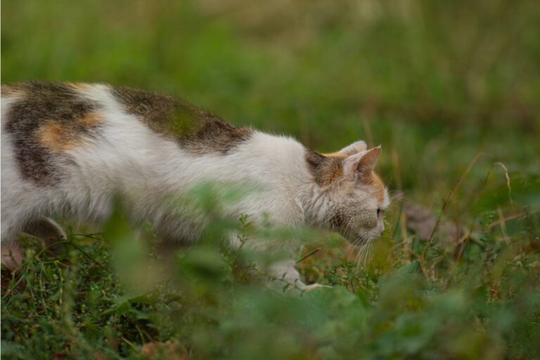 Homeowner Says Her Garden Became a Cat's Favorite Territory After Neighbors Kept Feeding Strays, Then One Unexpected Feline Started Solving the Problem