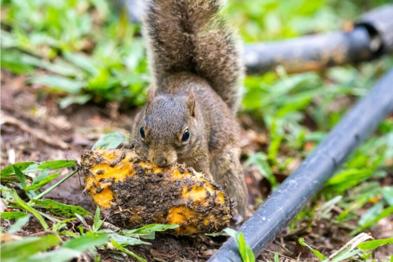 Homeowner Says Her Husband's Vegetable Garden Was Suddenly Overrun by Squirrels, Then They Discovered Who Was Feeding Them Peanuts Next Door