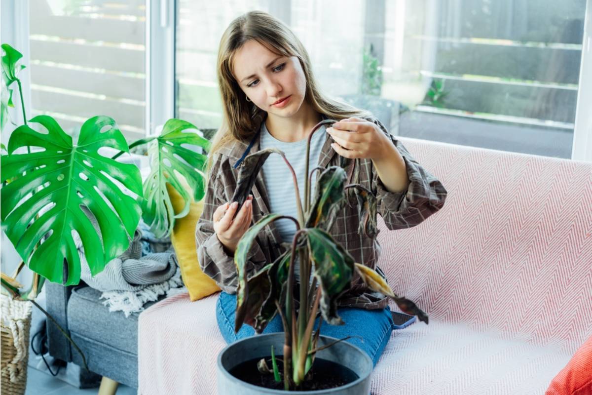 Homeowner Says Her Neighbor Asked Her to Water a Collection of Plants While Away, Then Blamed Her for Their Death Until Daily Photos Told a Different Story