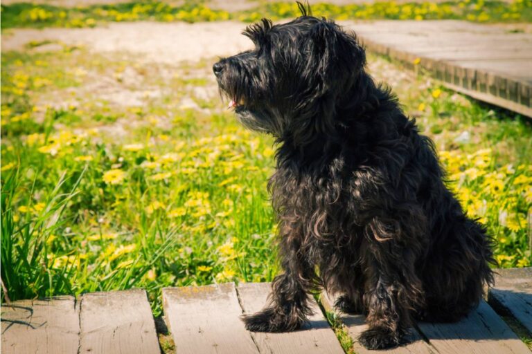 Homeowner Says Her Neighbor Let Her Dog Wander Into the Garden, Then She Realized the Dog Wasn't the Real Problem