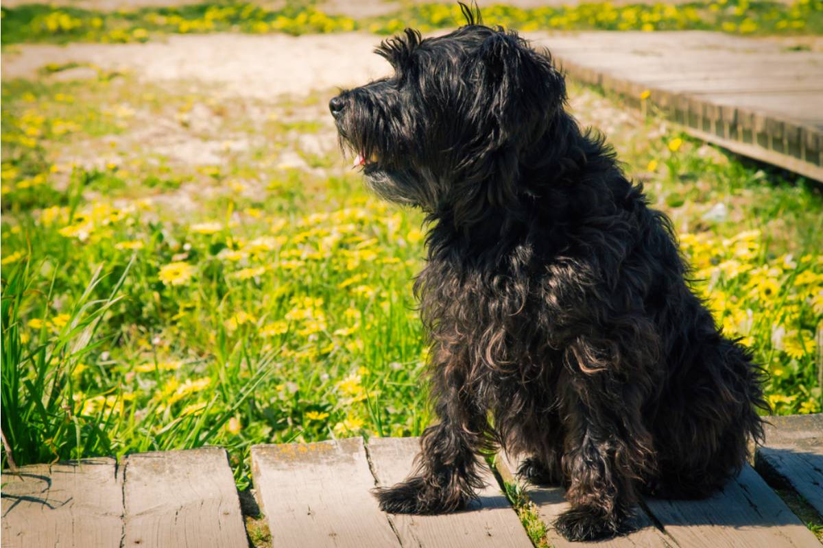 Homeowner Says Her Neighbor Let Her Dog Wander Into the Garden, Then She Realized the Dog Wasn't the Real Problem