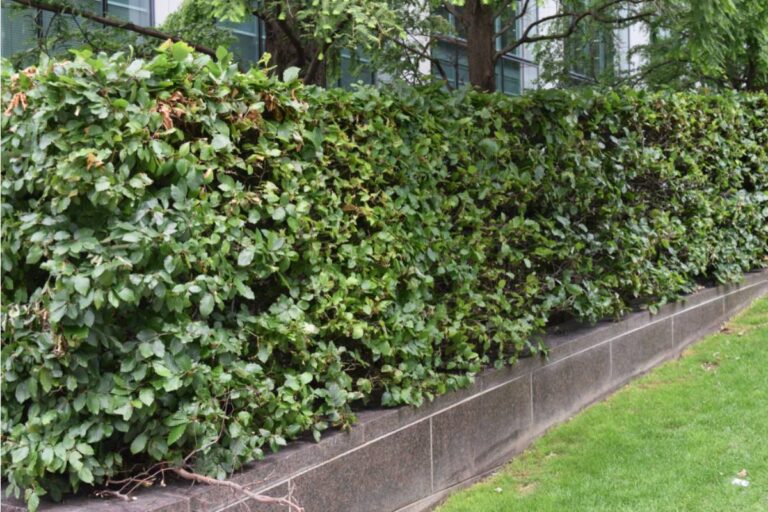Homeowner Says Her Neighbors Kept Crossing the Property Line and Watching Her Garden, So She Planted a Privacy Hedge Then Discovered Why They Suddenly Wanted It Removed