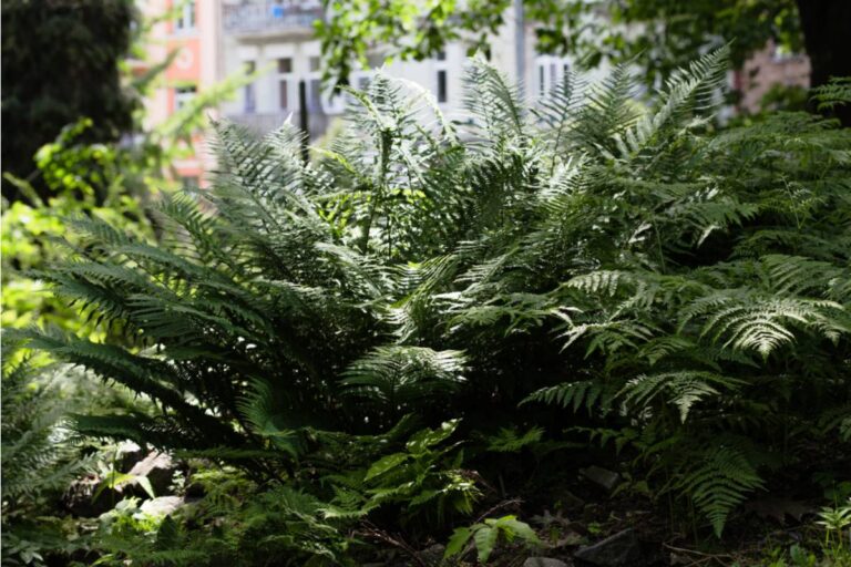Homeowner Says Her New Neighbor Watched Every Trip to the Mailbox, So She Planted a Front-Yard Fern Screen Then His Sudden Interest in the Garden Revealed Everything