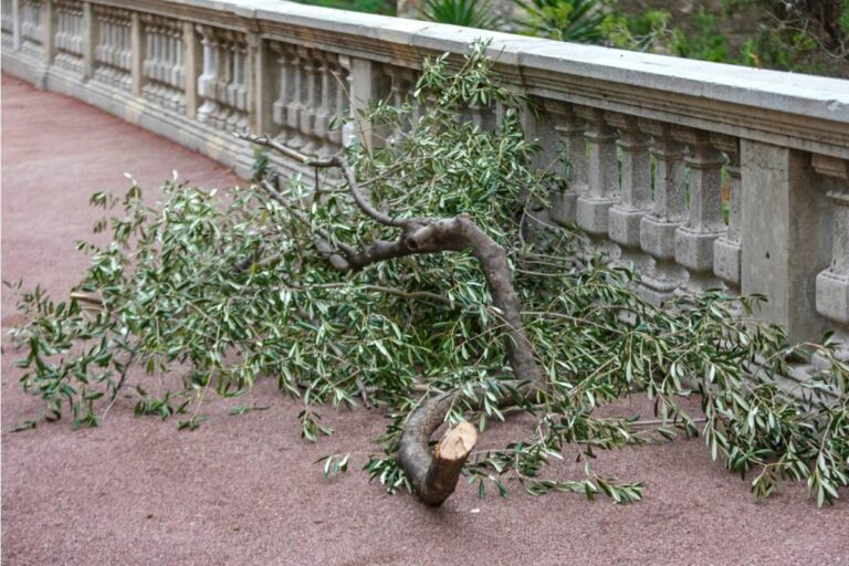 Homeowner Says Her New Neighbors Threatened Legal Action Over Mature Trees, Then Refused the One Chance to Prevent a Dangerous Branch From Falling