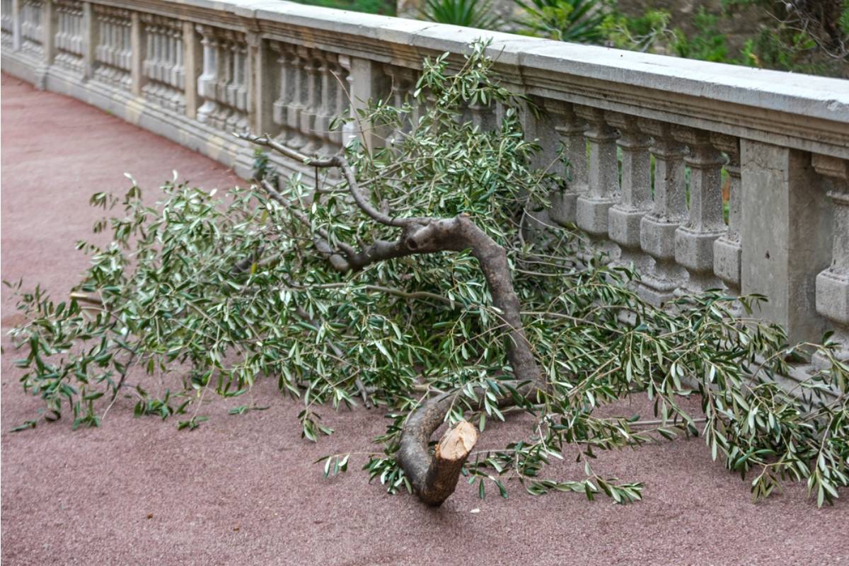 Homeowner Says Her New Neighbors Threatened Legal Action Over Mature Trees, Then Refused the One Chance to Prevent a Dangerous Branch From Falling