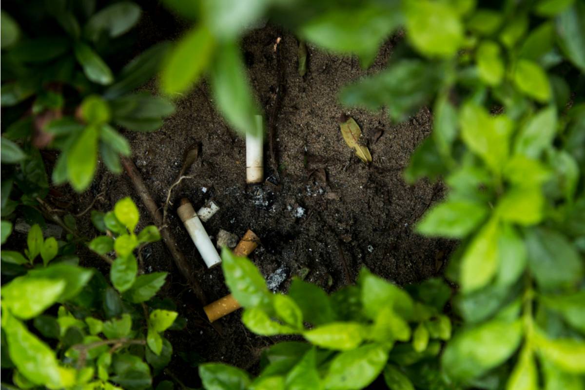 Homeowner Says Her Smoking Neighbors Kept Tossing Cigarette Butts Into Her Winter Garden, Then One Snowy Morning She Found Something That Changed Everything