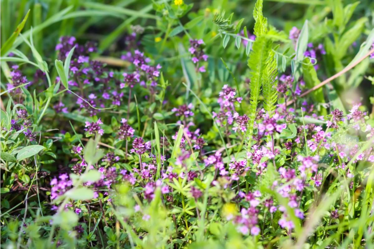 Homeowner Says Her Wildflower Meadow Was Reported to the City, Then the Violation Notice Revealed the Fight Was Really About What Counts as a “Maintained” Yard
