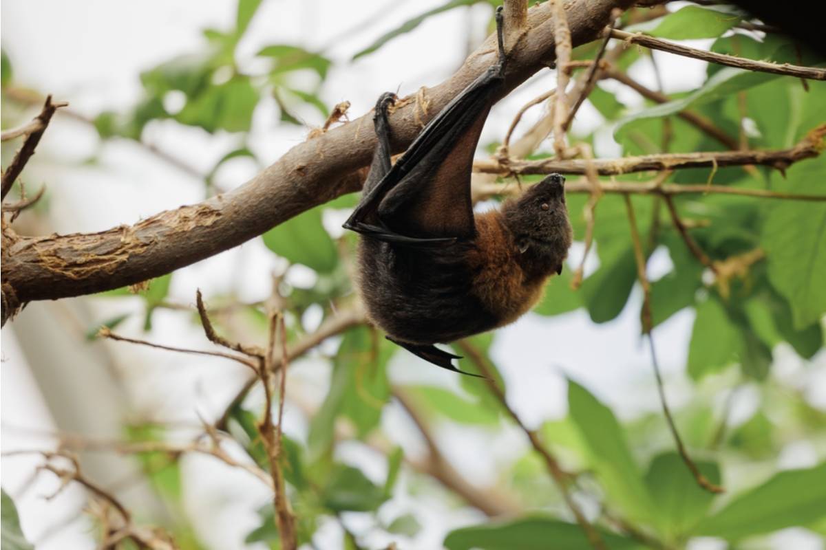Homeowner Says His Parents Were Ready to Remove a Dying Tree, Until They Learned the Bats Living Inside Made It Legally Untouchable