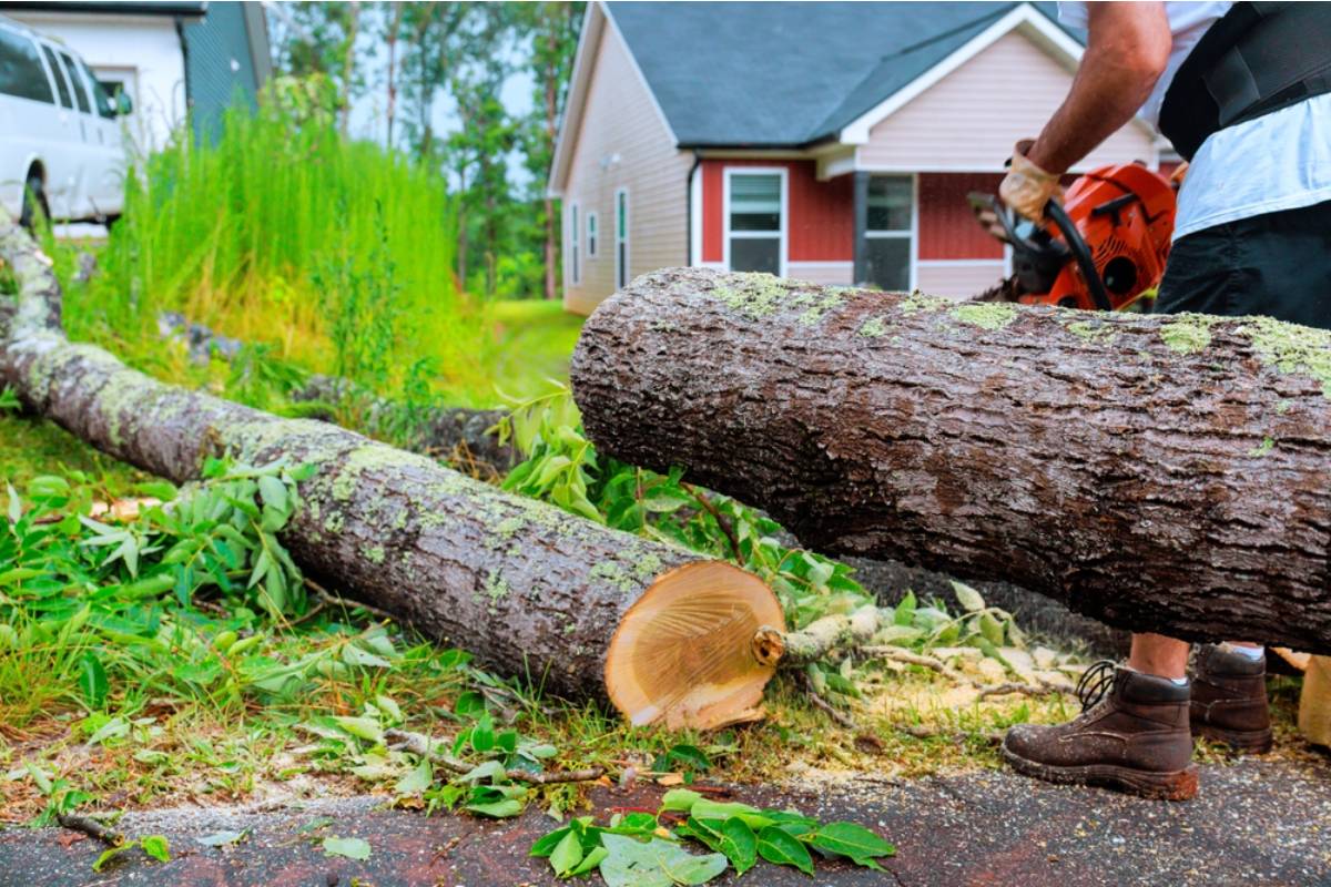 Homeowner Says New Neighbors Cut Down Her Childhood Tree to Remove Their Own, Then Returned to Her Yard and Damaged the Landscaping