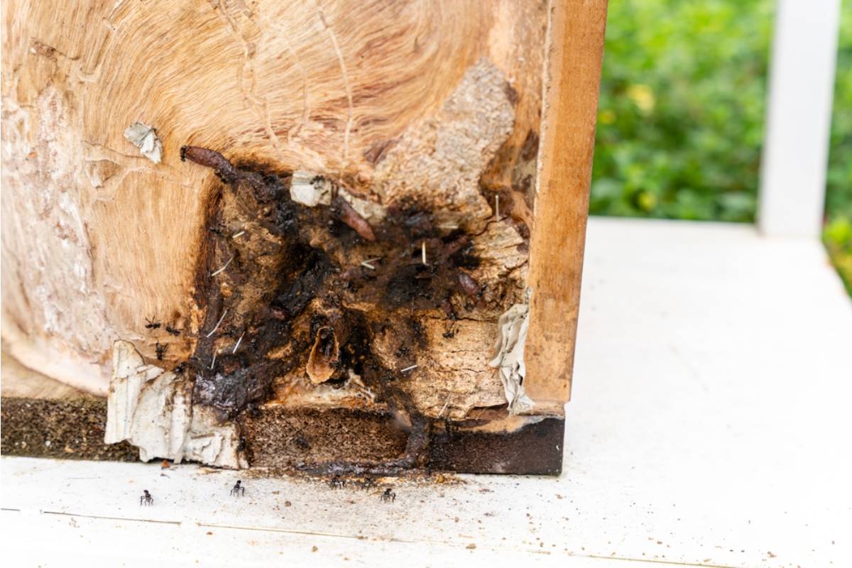 Homeowner Says a Few Chewed-Up Garden Pillows Turned Into a Backyard Mystery, Then Tiny Holes Revealed an Unexpected Suspect