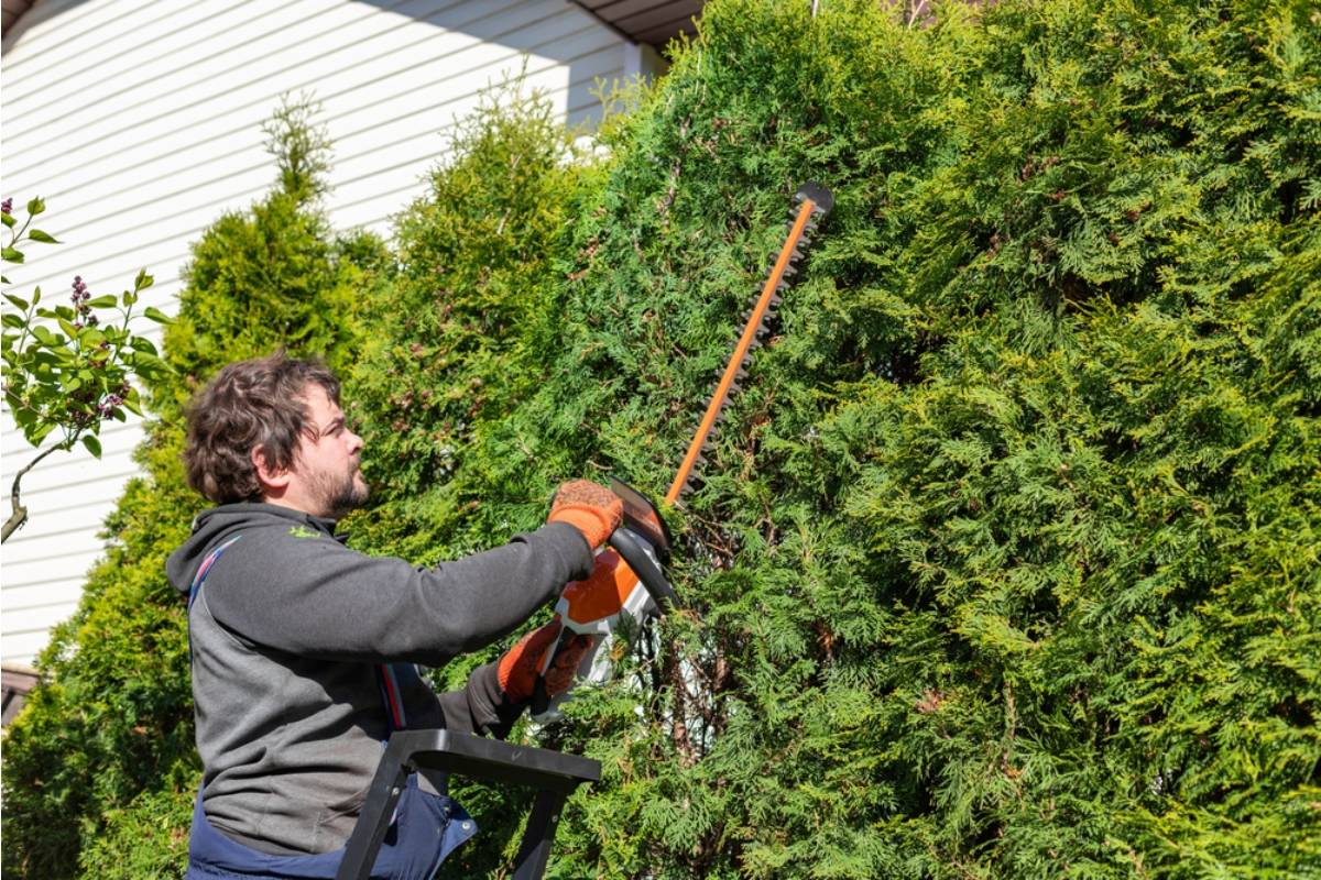 Homeowner Says a Neighbor Removed Years of Carefully Built Privacy Hedge, Then They Discovered He Had Flattened Part of Their Woods Too