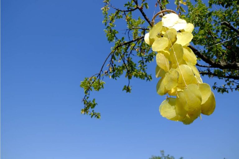 Homeowner Says a Neighbor’s Memorial Wind Chimes Became So Loud She Couldn’t Sleep, Then One Night the Garden Tools Came Out