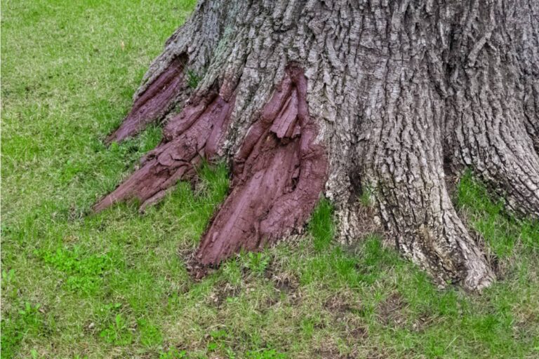 Homeowner Says a Seller Marked Oak Wilt as a Neighborhood Problem, Then the City Revealed the Disease Was Far Worse Than Anyone Disclosed