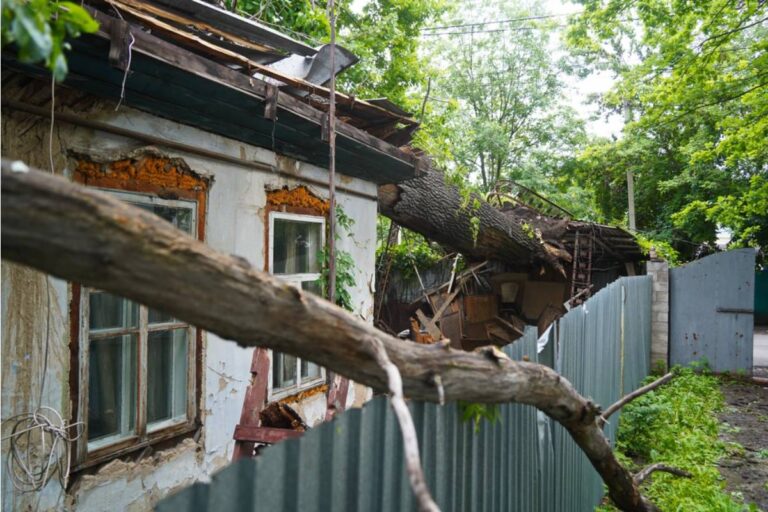 Homeowner Says a Storm Left One Neighbor’s Tree Wedged Into Another, With Both Hanging Directly Over the Backyard Fire Pit