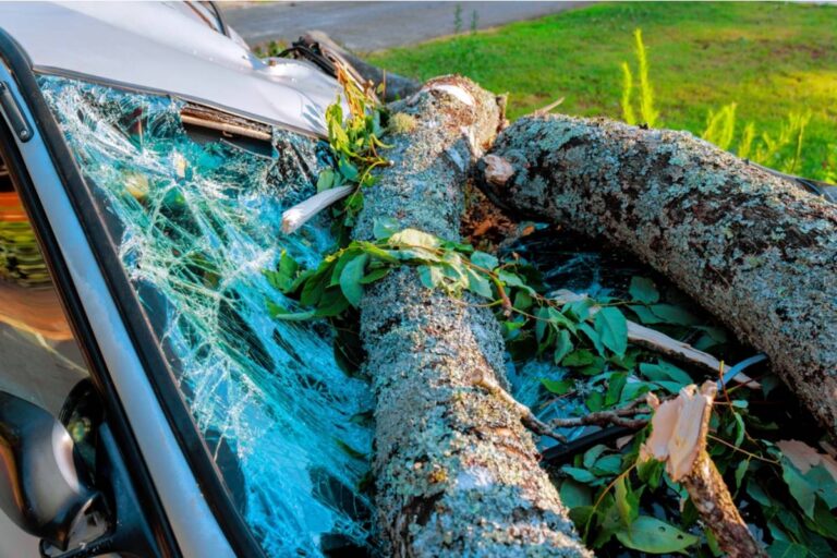 Homeowner Says a Tree Fell on His New Car the Night Before Pickup, Then Faced a Decision That Could Have Cost Him Thousands